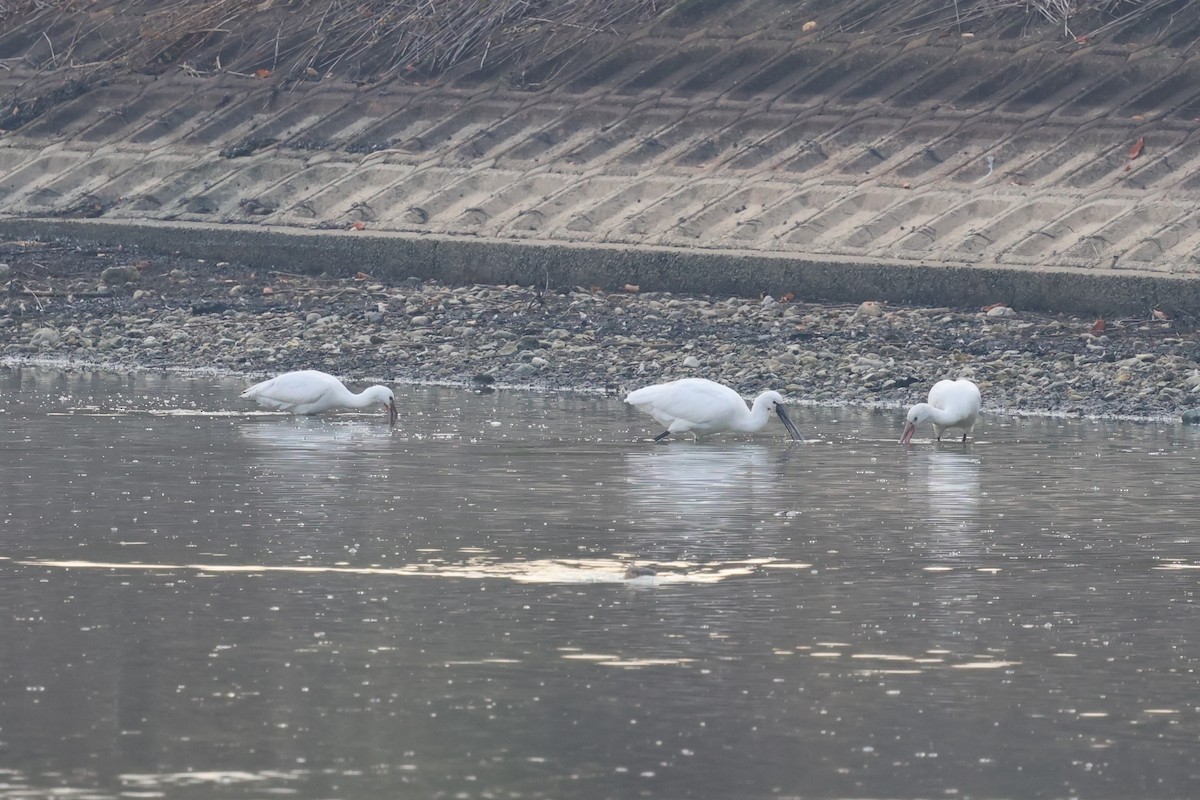 Eurasian Spoonbill - ML645768235