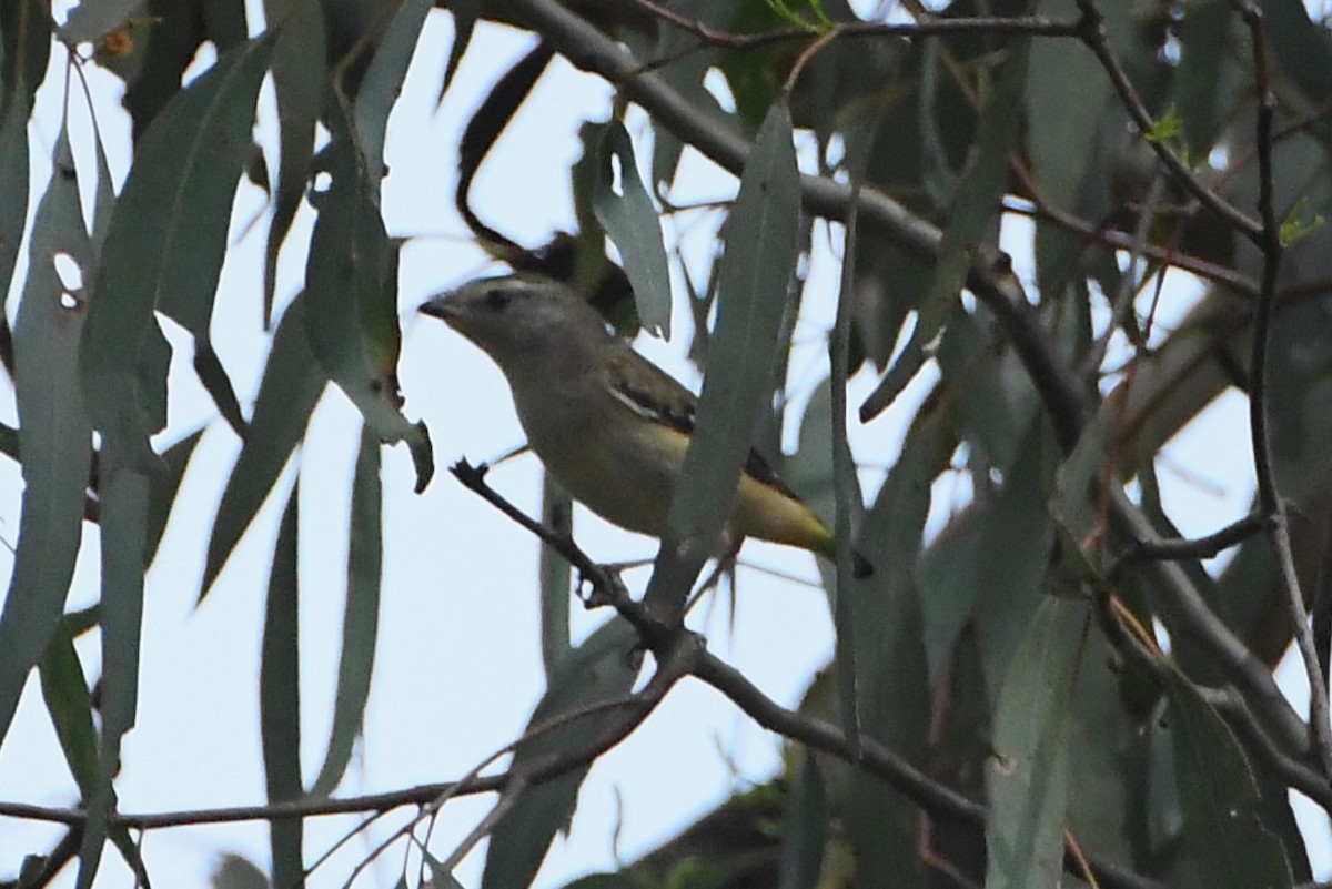 Spotted Pardalote - ML645768238