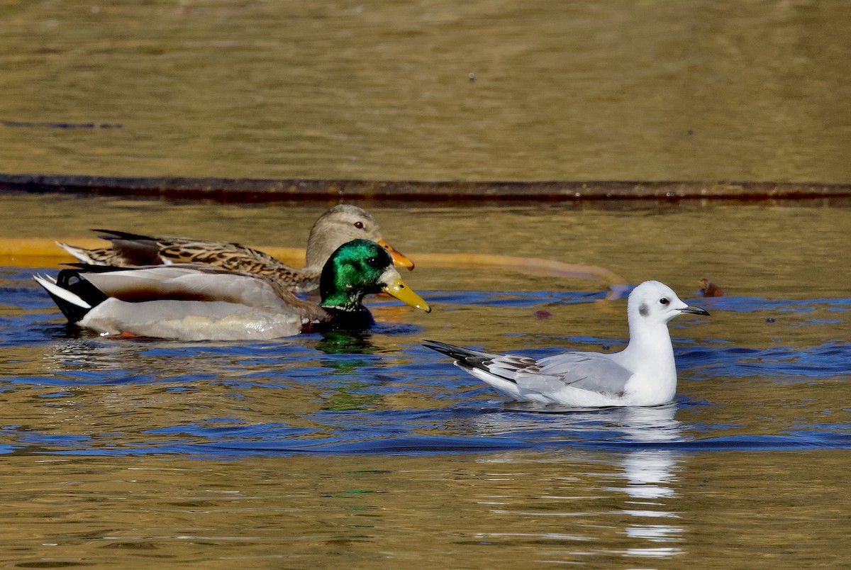 Bonaparte's Gull - ML645768239