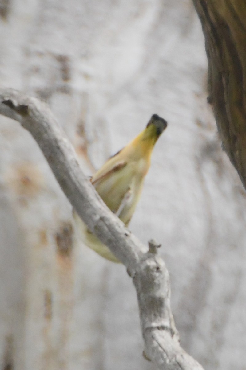 Spotted Pardalote - ML645768240