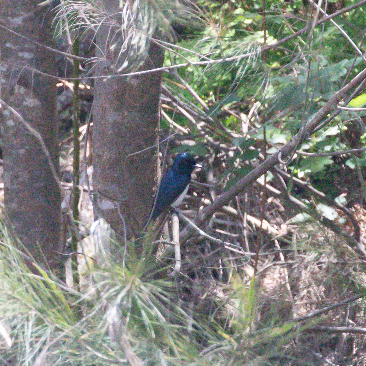 Satin Flycatcher - ML645768241