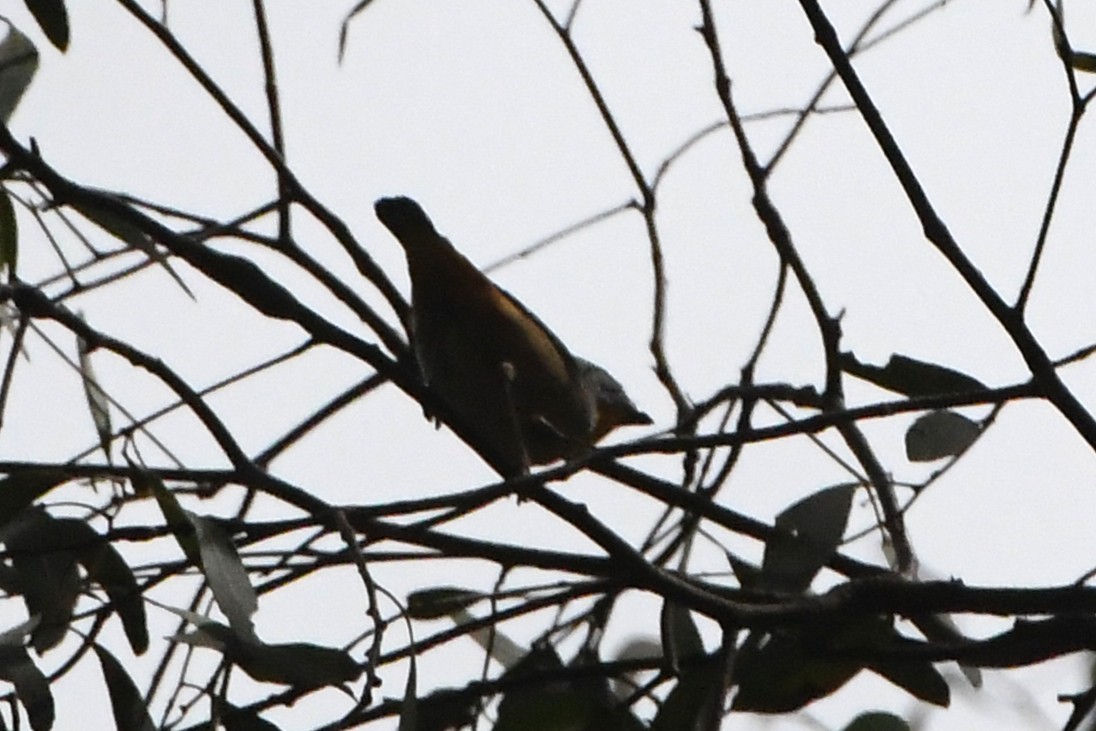 Spotted Pardalote - ML645768242