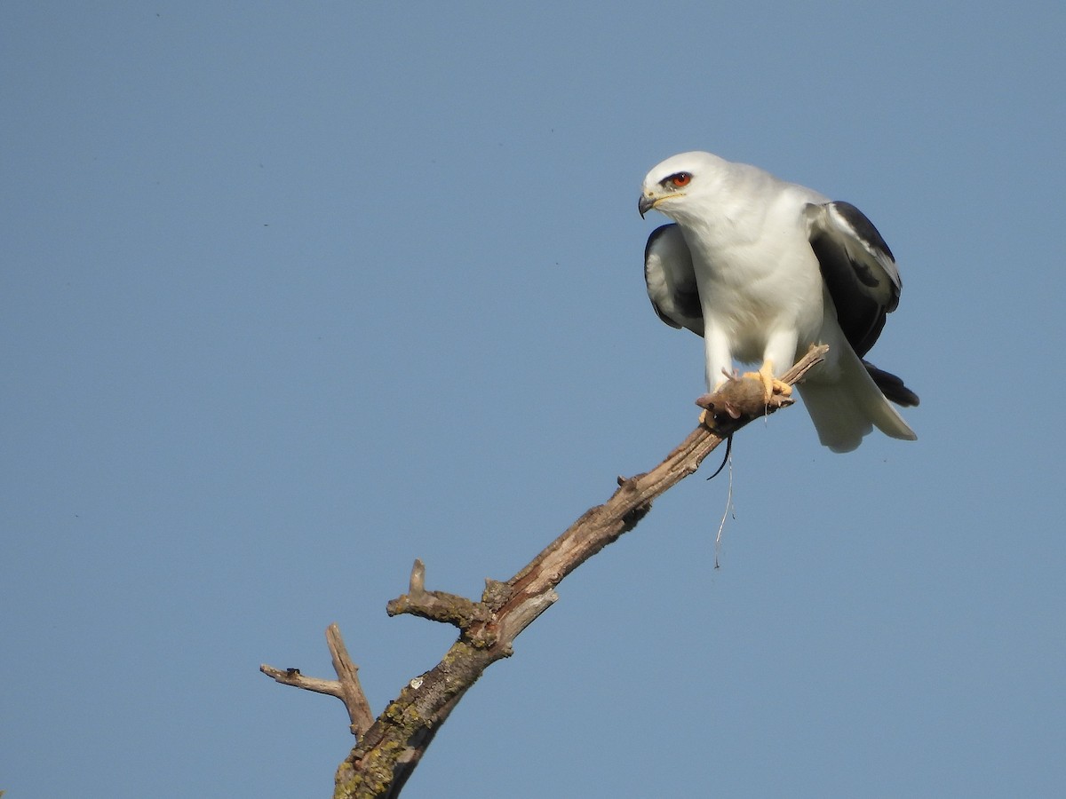 White-tailed Kite - ML645768243