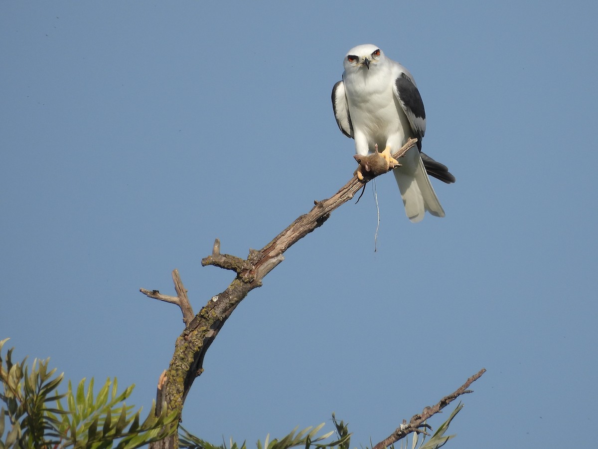 White-tailed Kite - ML645768244