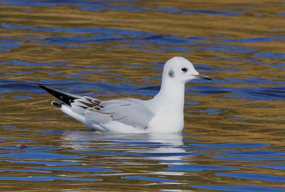 Bonaparte's Gull - ML645768245