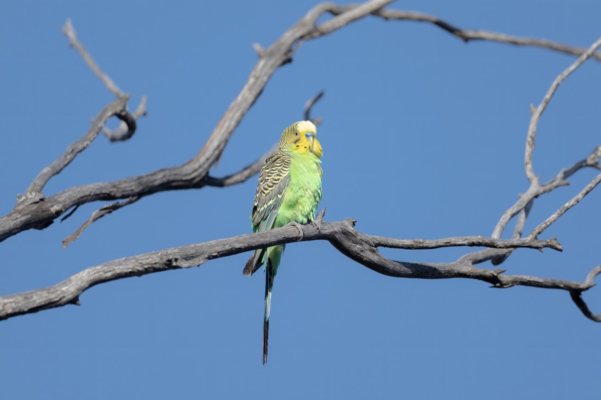 Budgerigar - ML645768246