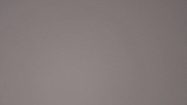 שדמית קטנה - ML645768250