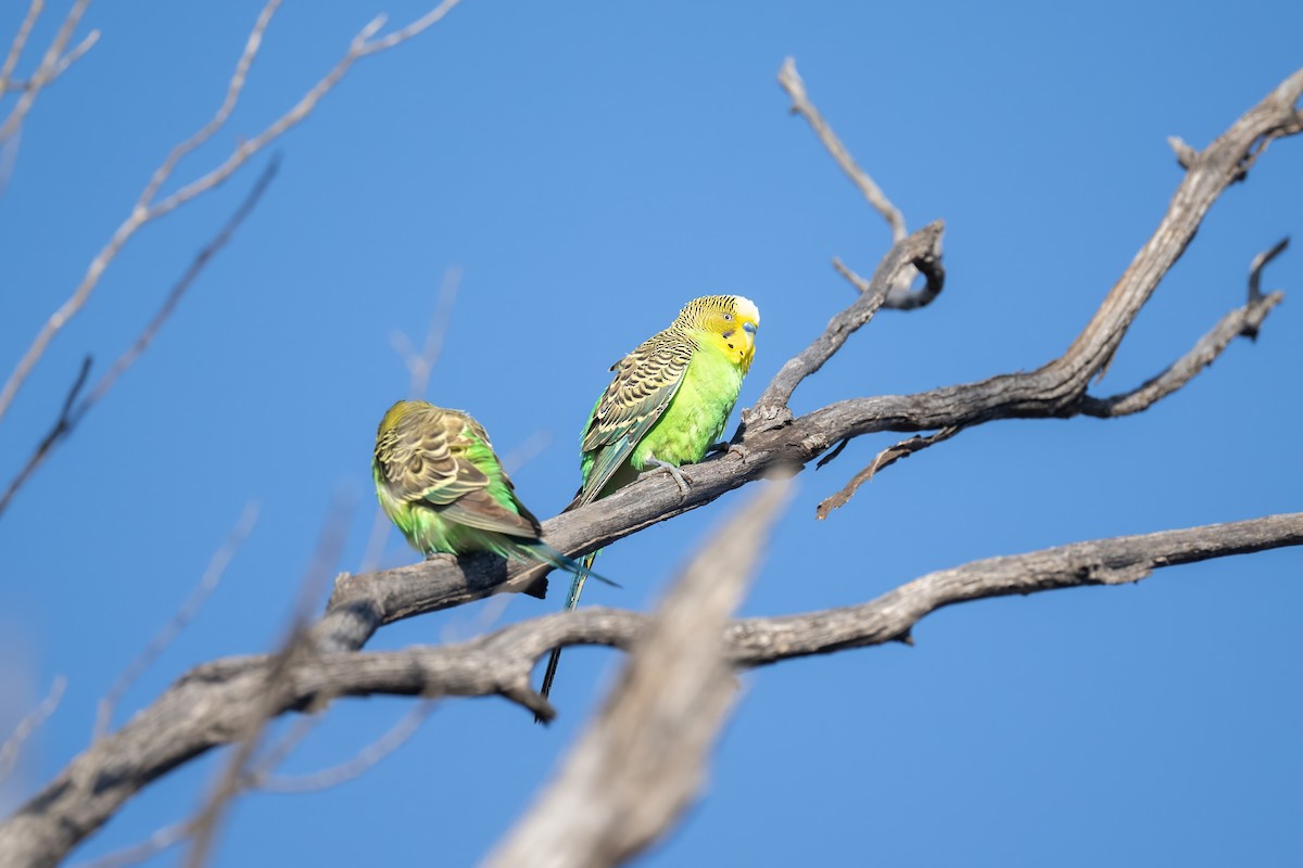 Budgerigar - ML645768252