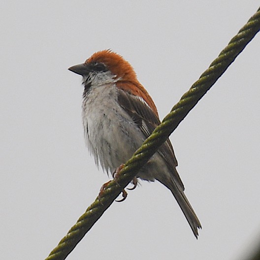 Russet Sparrow - ML645768253