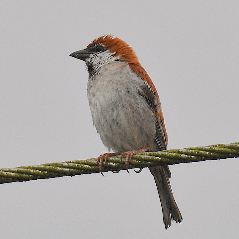 Russet Sparrow - ML645768254