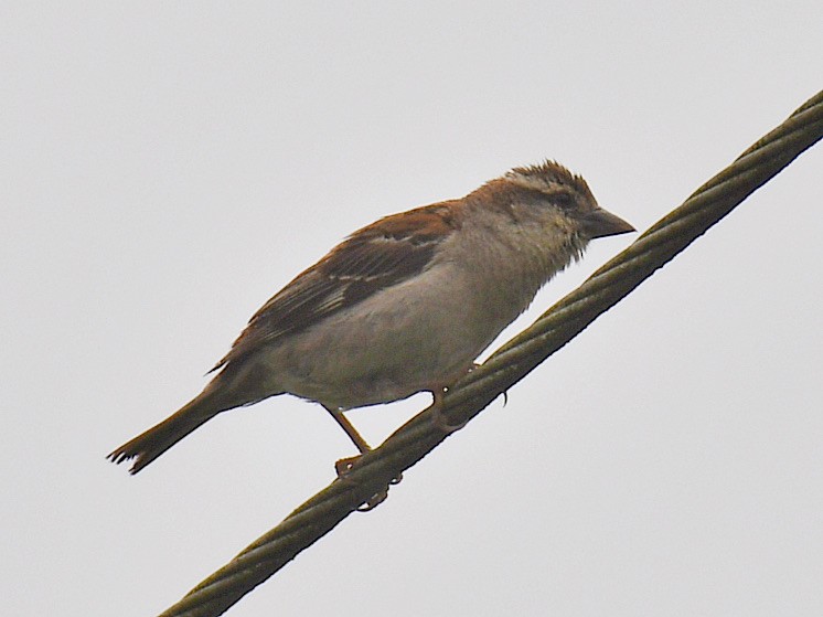 Russet Sparrow - ML645768255