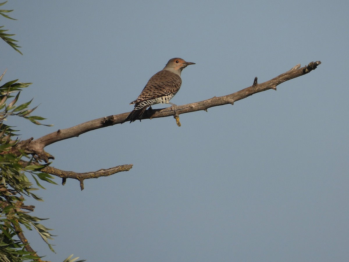 Northern Flicker - ML645768256
