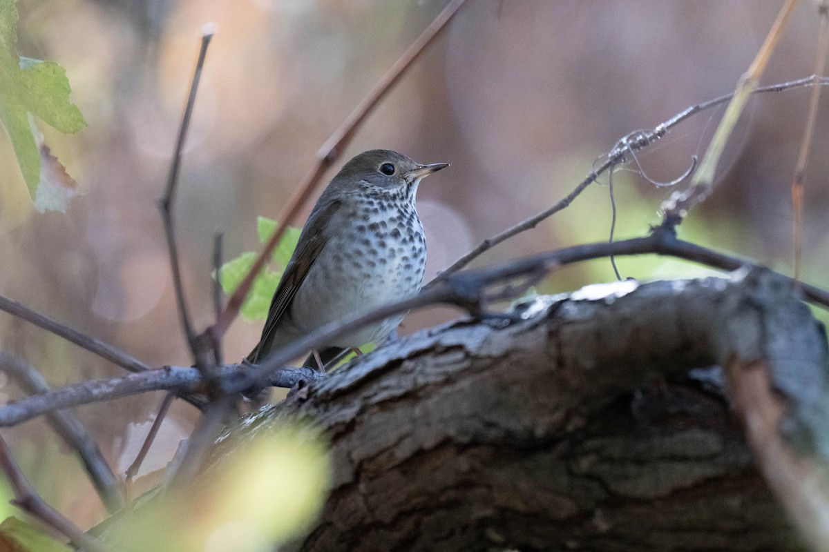 Hermit Thrush - ML645768257