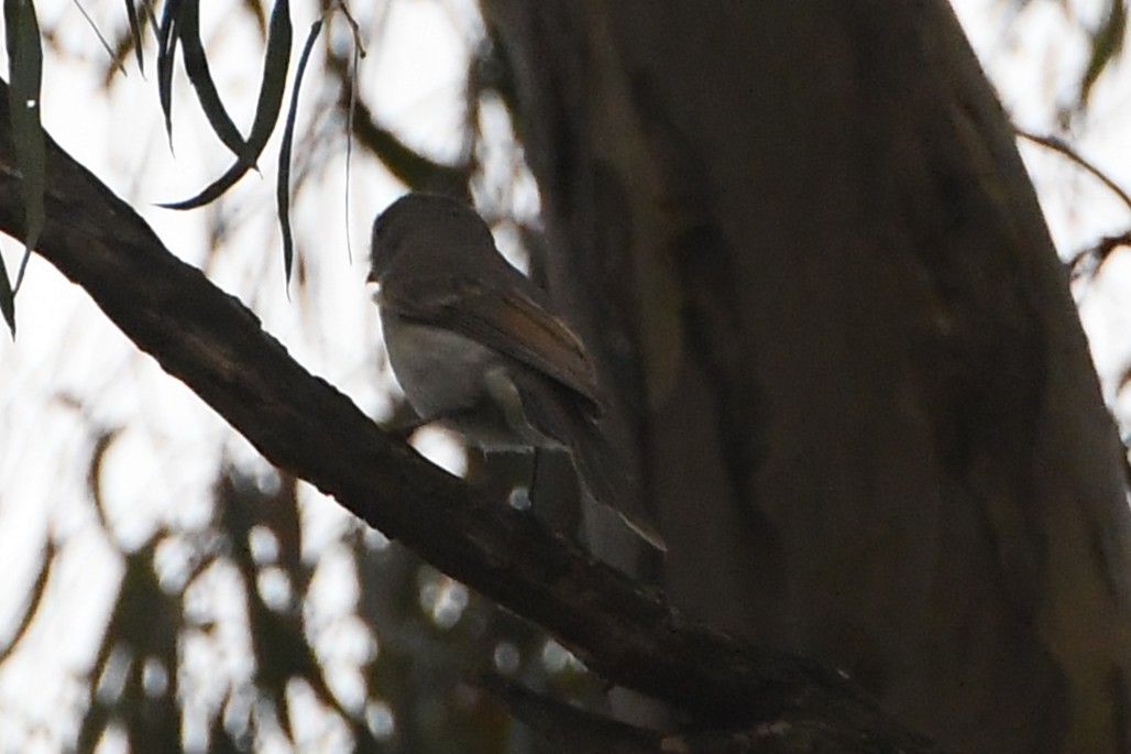 Golden Whistler - ML645768258