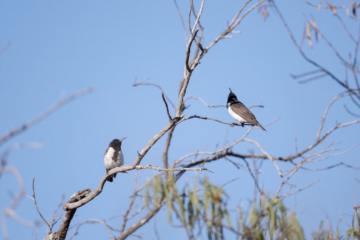 Black Honeyeater - ML645768260