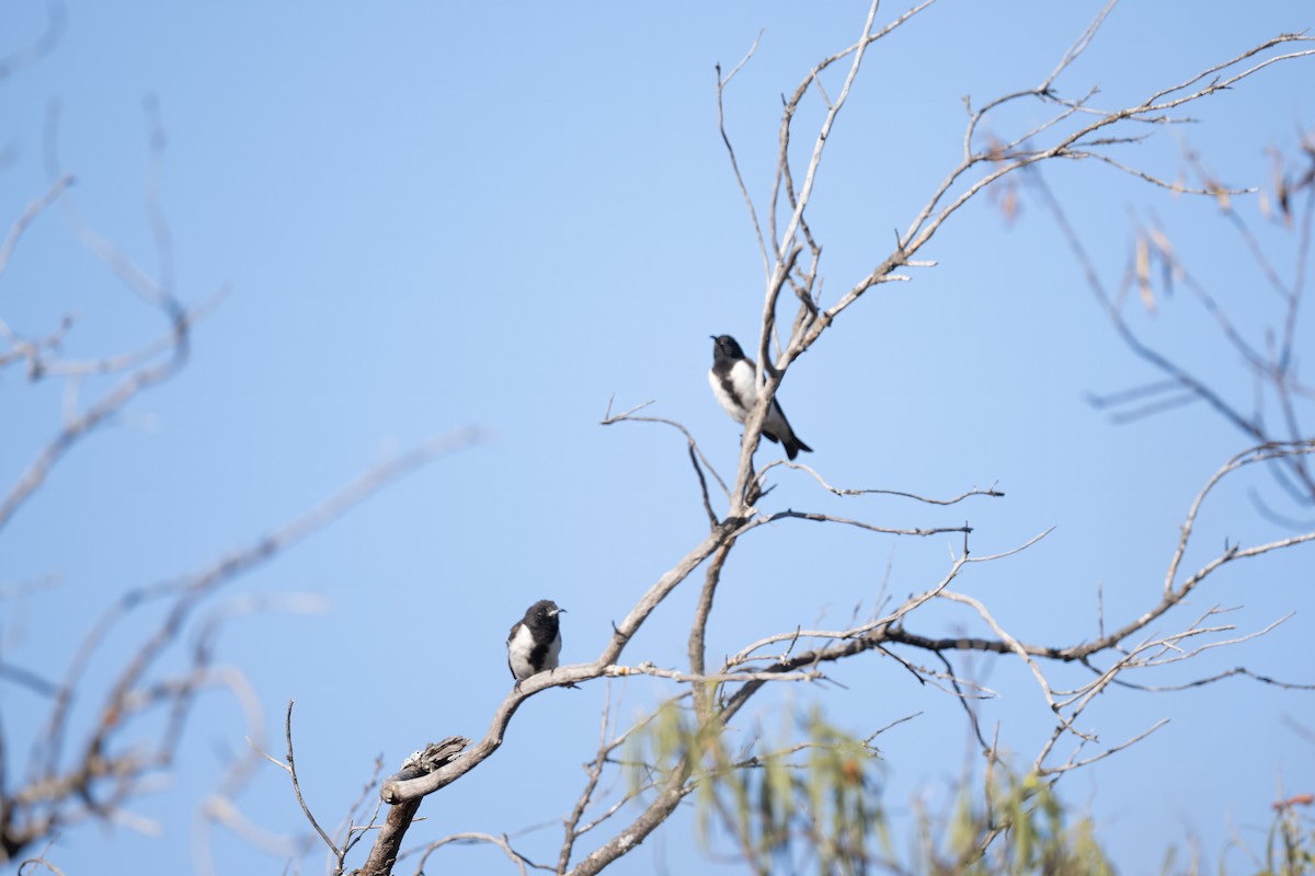 Black Honeyeater - ML645768265