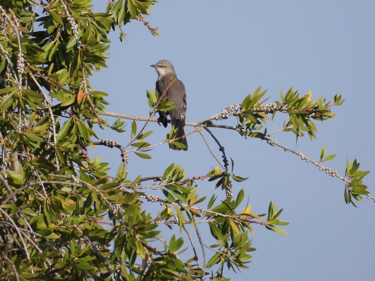 Northern Mockingbird - ML645768278