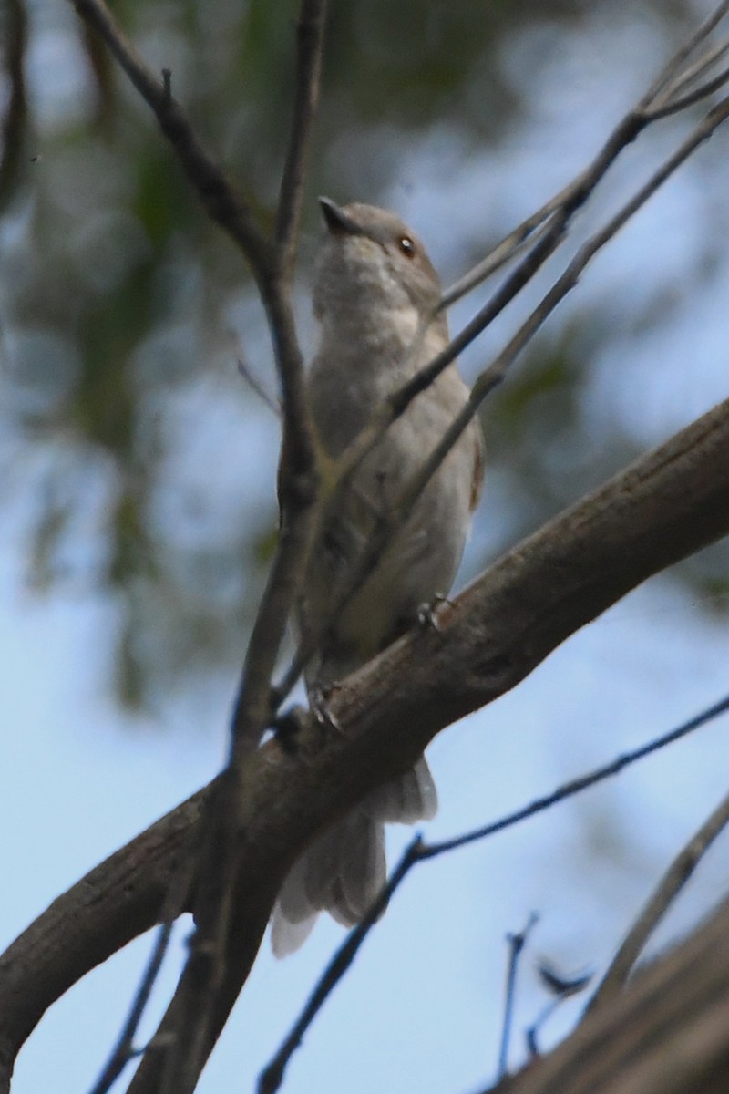 Golden Whistler - ML645768279