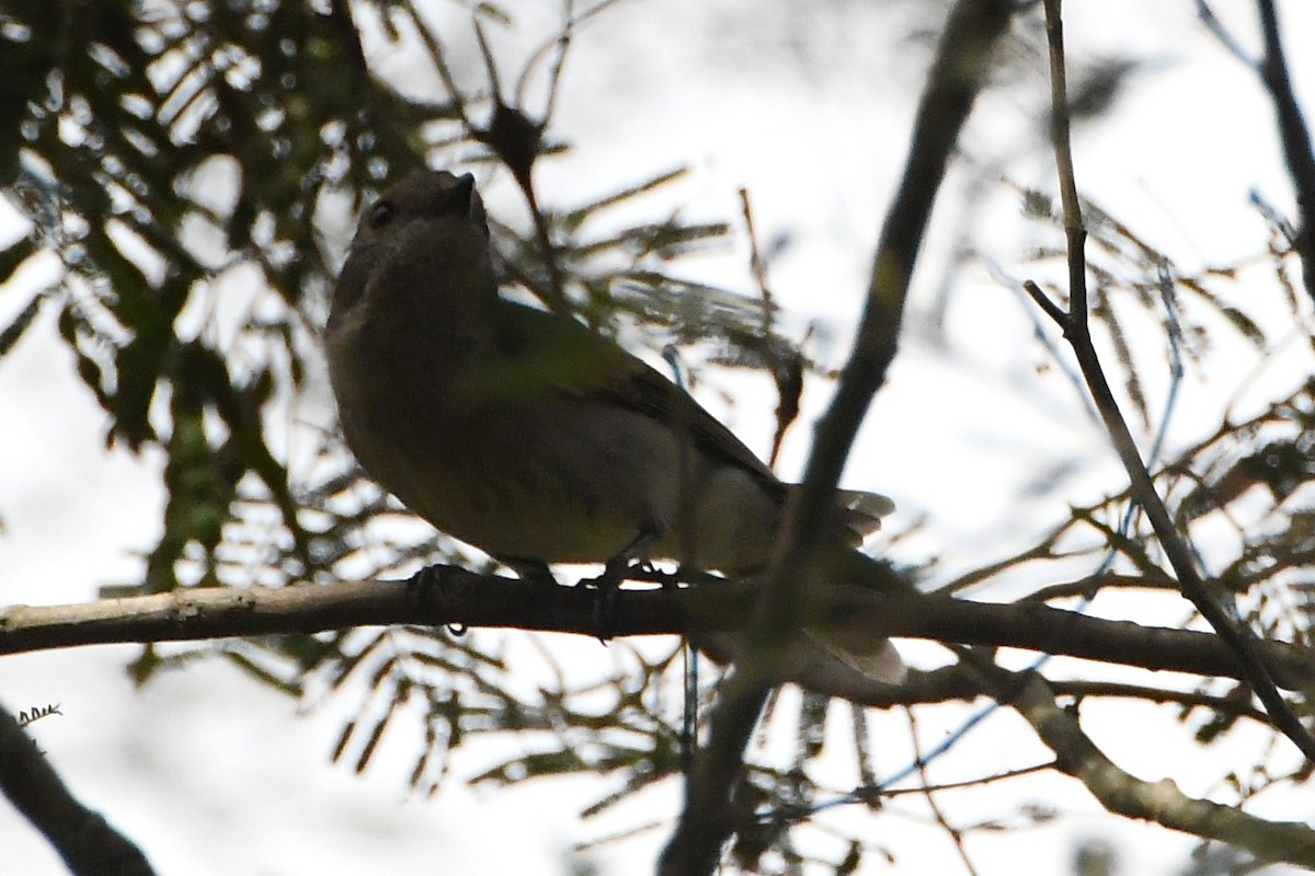 Golden Whistler - ML645768280