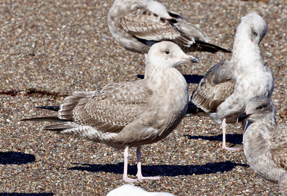 American Herring Gull - ML645768281