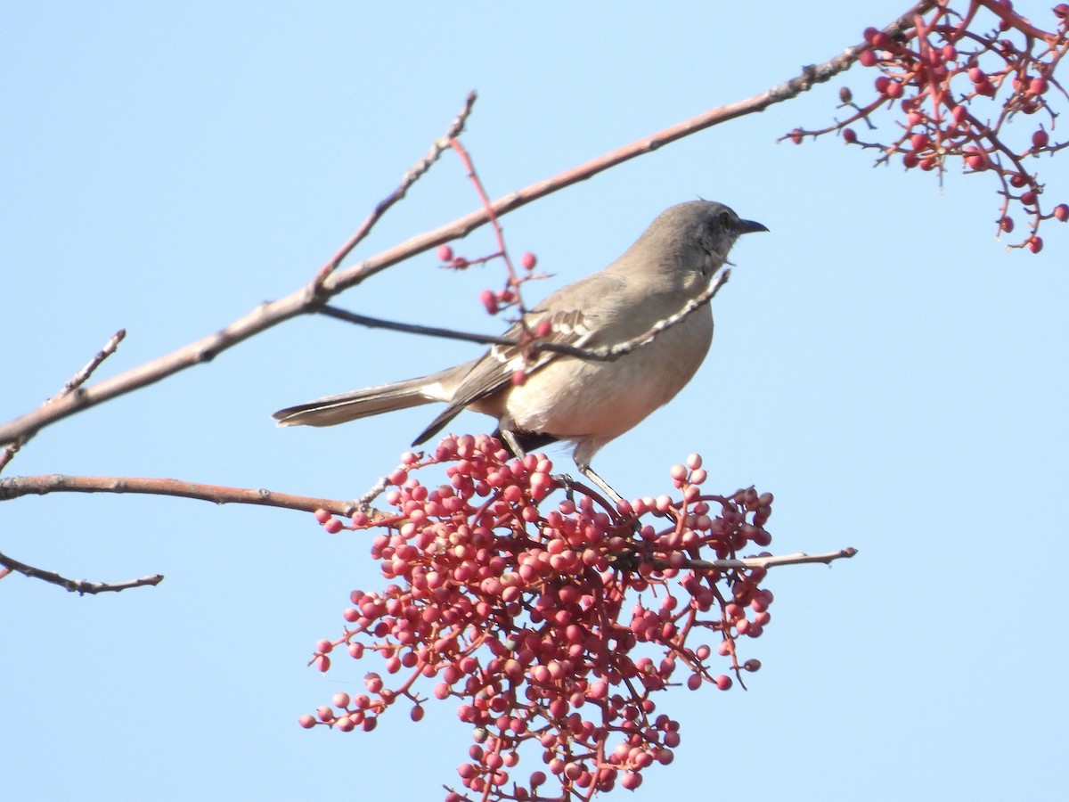 Northern Mockingbird - ML645768282