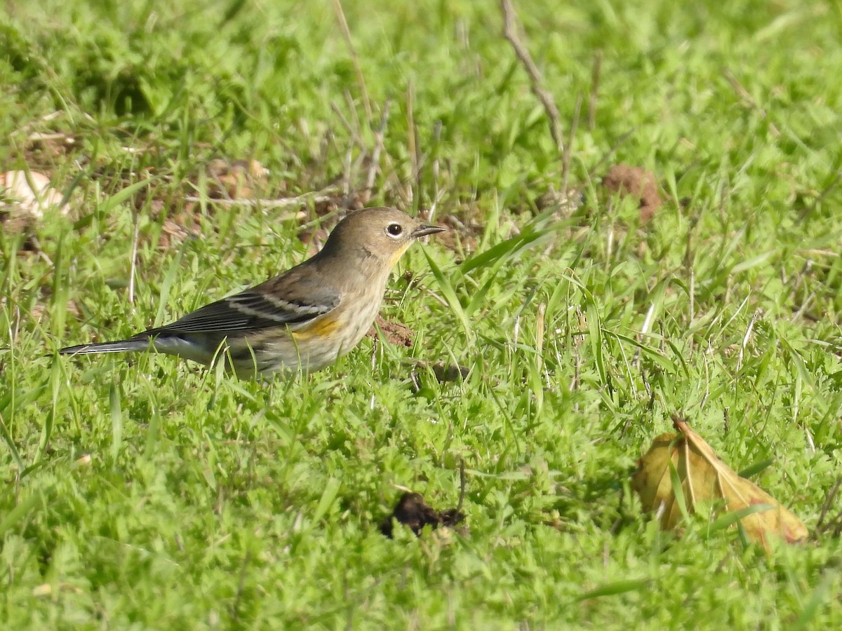 Yellow-rumped Warbler - ML645768288