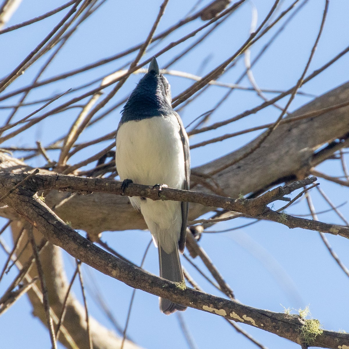 Leaden Flycatcher - ML645768309