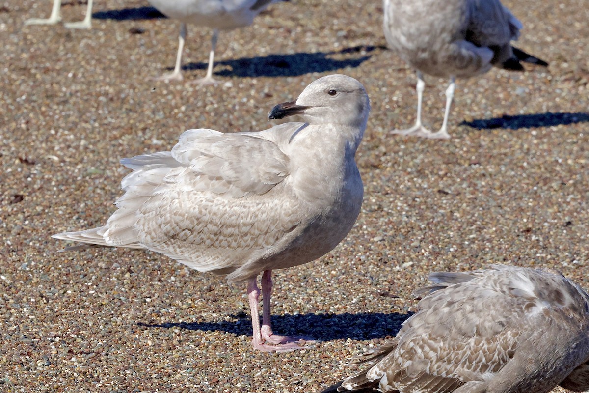 Glaucous-winged Gull - ML645768311