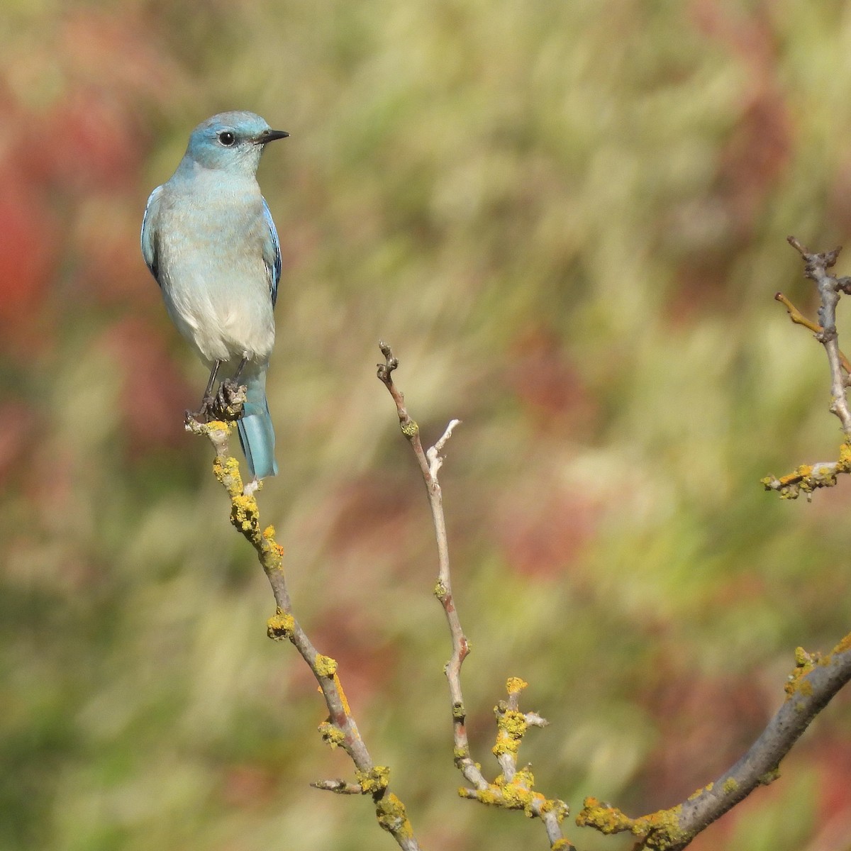 Mountain Bluebird - ML645768312