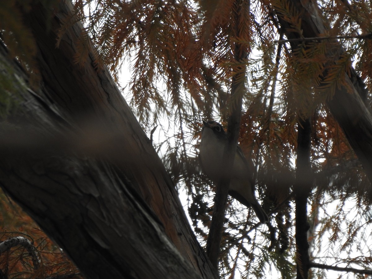 Blue-headed Vireo - ML645768316