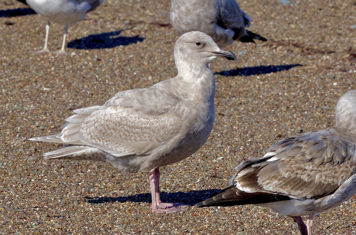 Glaucous-winged Gull - ML645768318