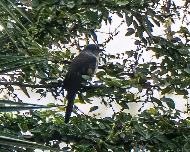 Plaintive Cuckoo - ML645768320