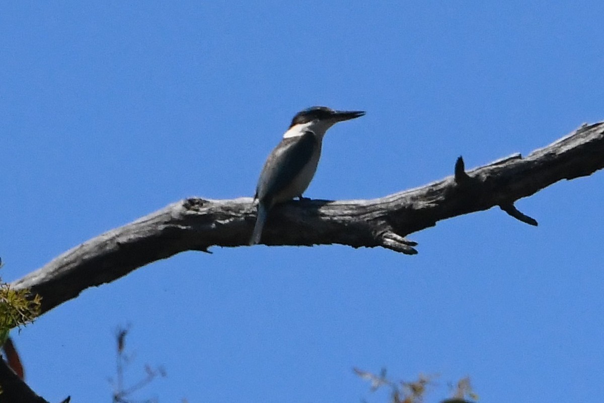 Sacred Kingfisher - ML645768321