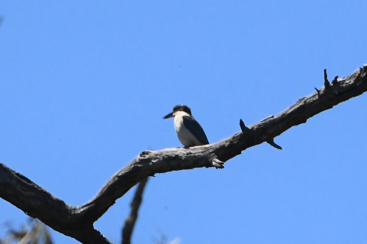 Sacred Kingfisher - ML645768322