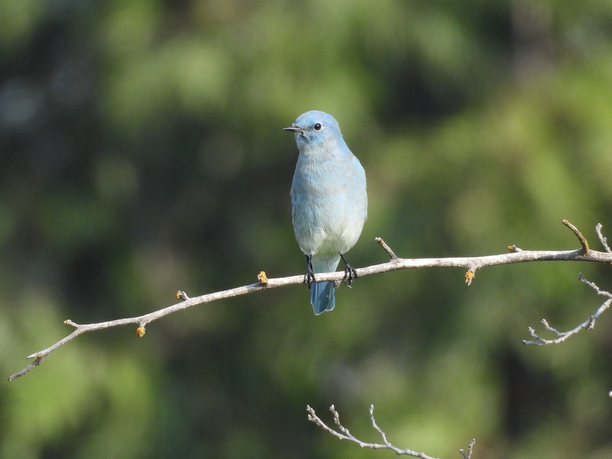 Mountain Bluebird - ML645768323