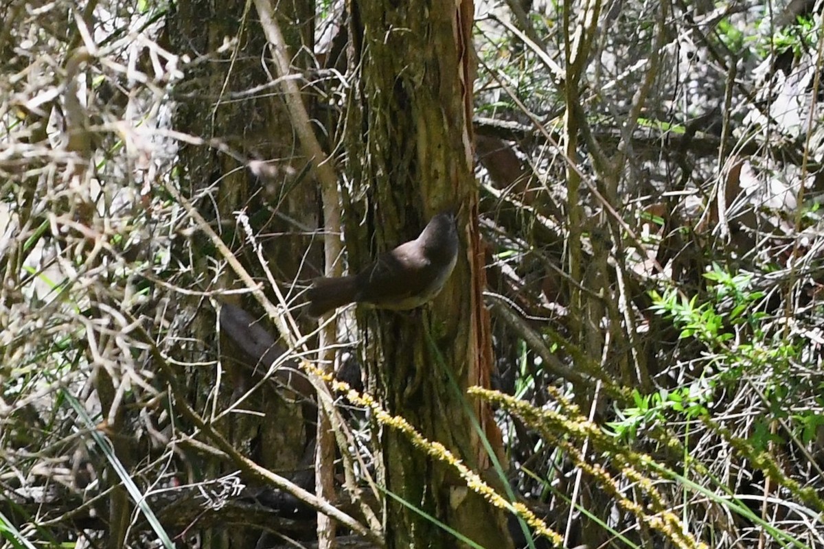 White-browed Scrubwren - ML645768325
