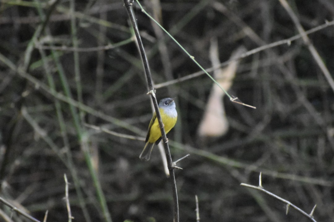 Gray-headed Canary-Flycatcher - ML645768326