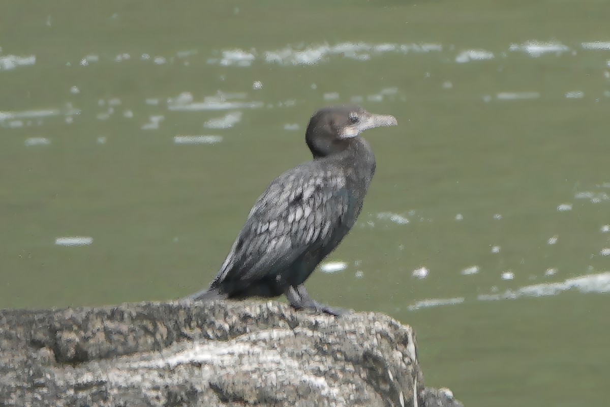 Little Cormorant - ML645768330