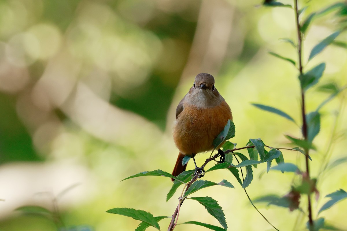 Daurian Redstart - ML645768332