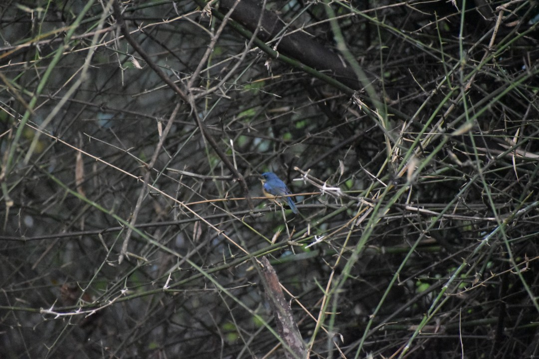 Tickell's Blue Flycatcher - ML645768333