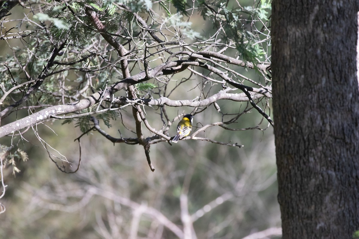 Golden Whistler - ML645768334