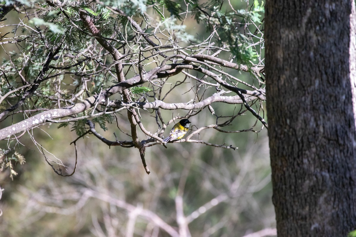 Golden Whistler - ML645768335