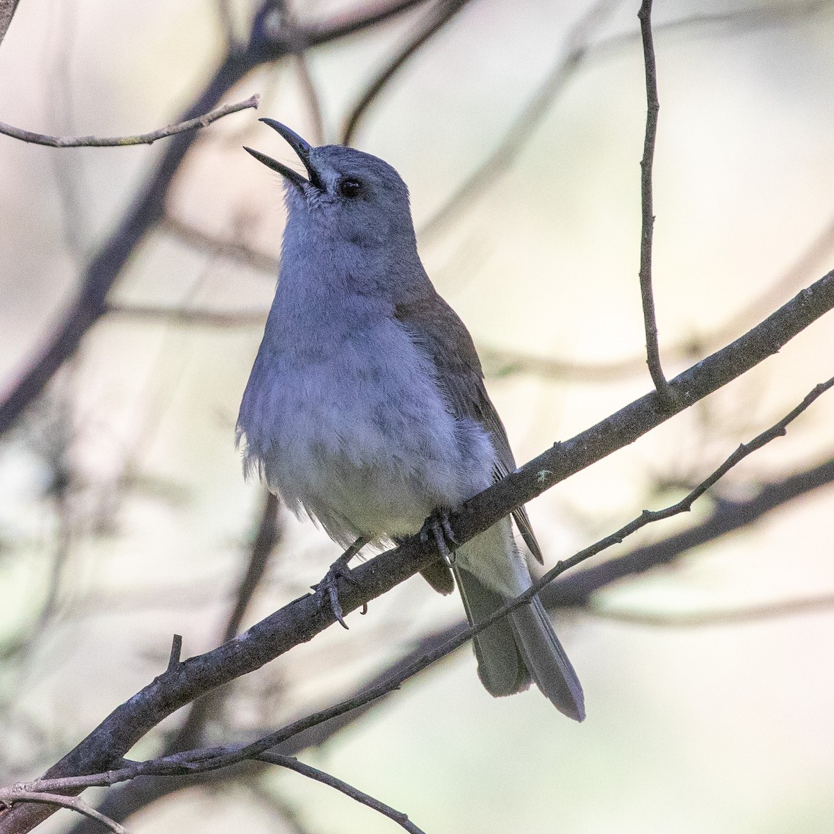 Gray Shrikethrush - ML645768336
