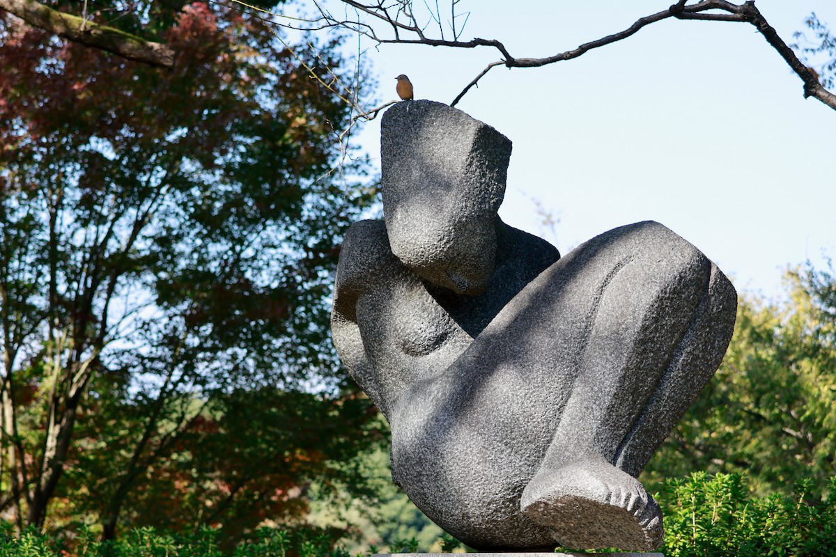 Daurian Redstart - ML645768338