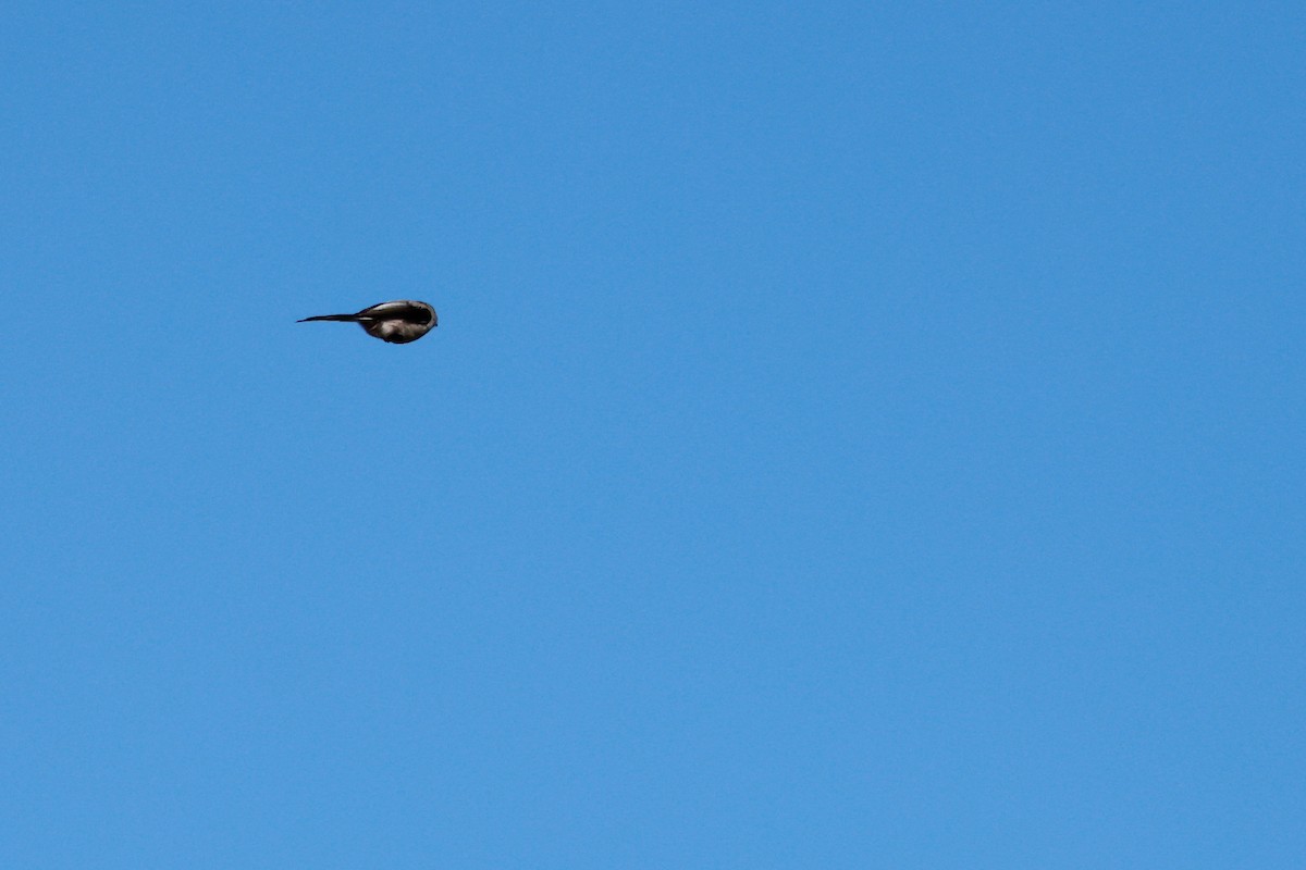 Long-tailed Tit - ML645768340