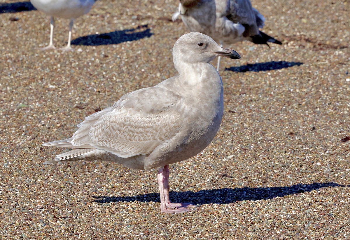 Glaucous-winged Gull - ML645768341