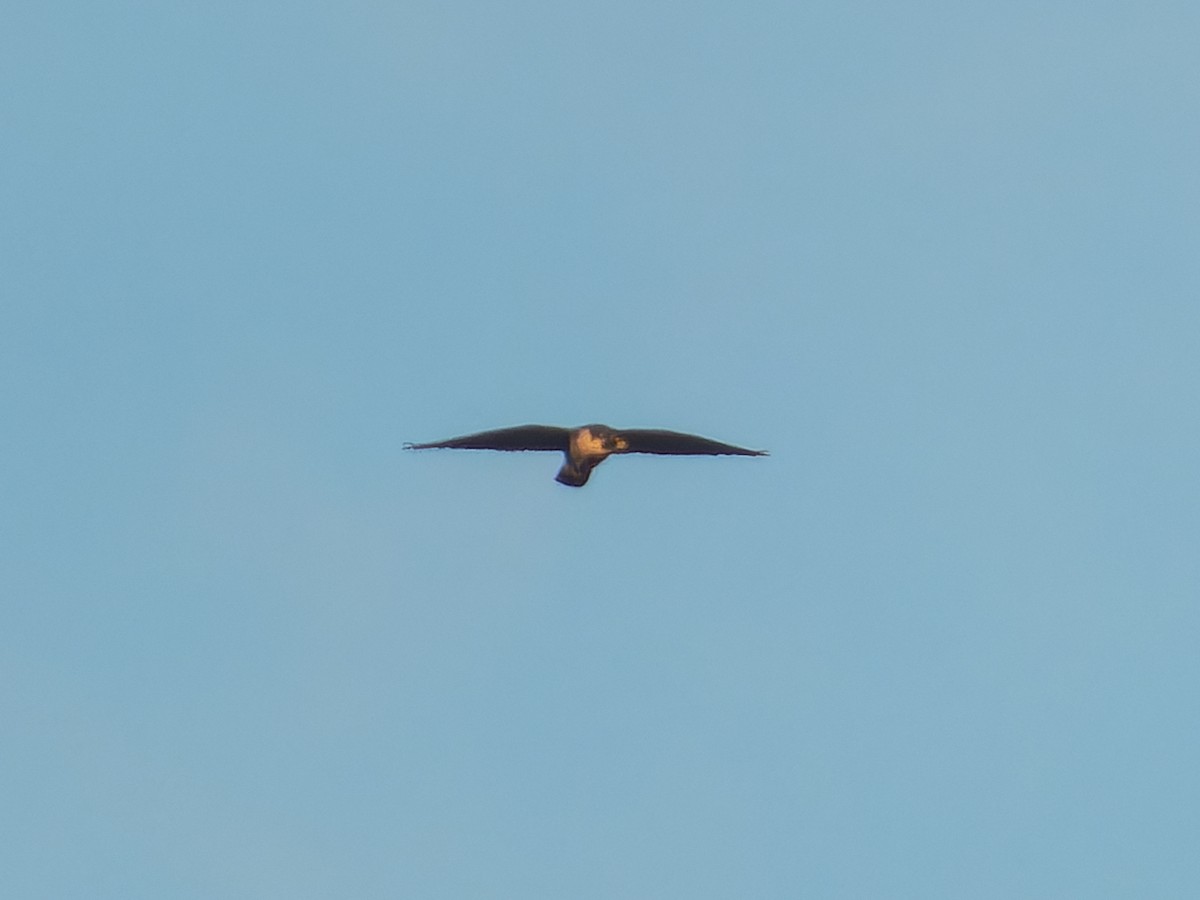 Peregrine Falcon - ML645768346