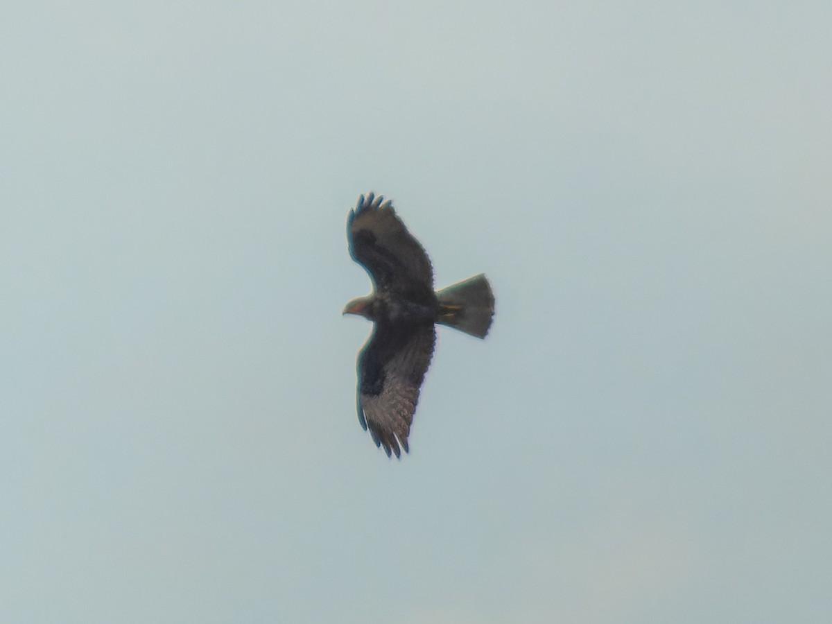Common Buzzard - ML645768350
