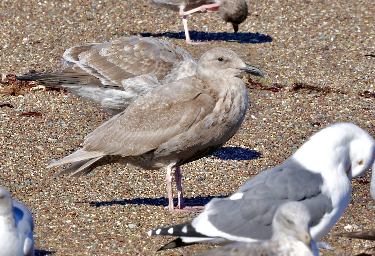 Glaucous-winged Gull - ML645768353