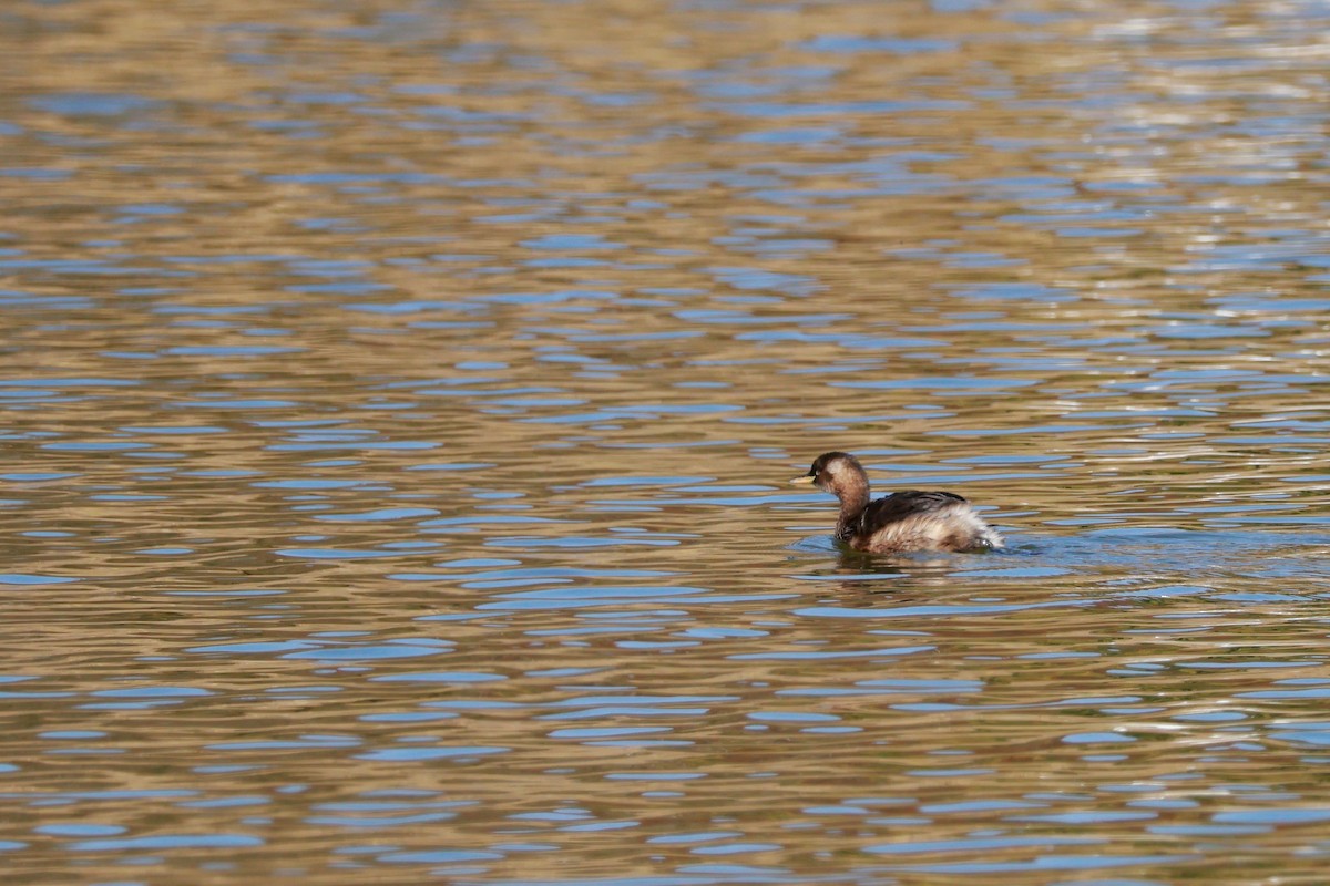 dvergdykker - ML645768364